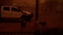 Dogs are seen during a duststorm in Nyngan, Australia