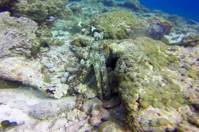 Can you spot the shape-shifting octopus?