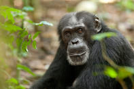 DisneyNature's "Chimpanzee" - 2012