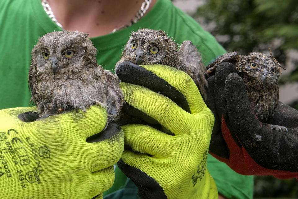 A municipal worker holds owlets rescued from a fallen tree after a powerful storm in Montenegro's capital Podgorica, Tuesday, July 2, 2024. A powerful storm has swept through countries in the western Balkans after several days of sizzling temperatures, killing two people and damaging houses, pulling out trees and flooding streets, officials said on Tuesday. (AP Photo/Risto Bozovic)