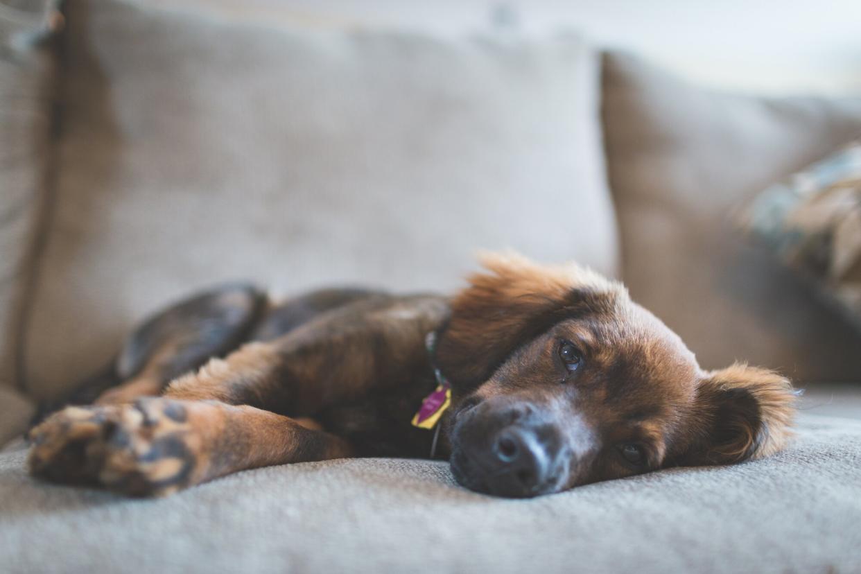 a black and brown dog lies on a couch with their eyes open