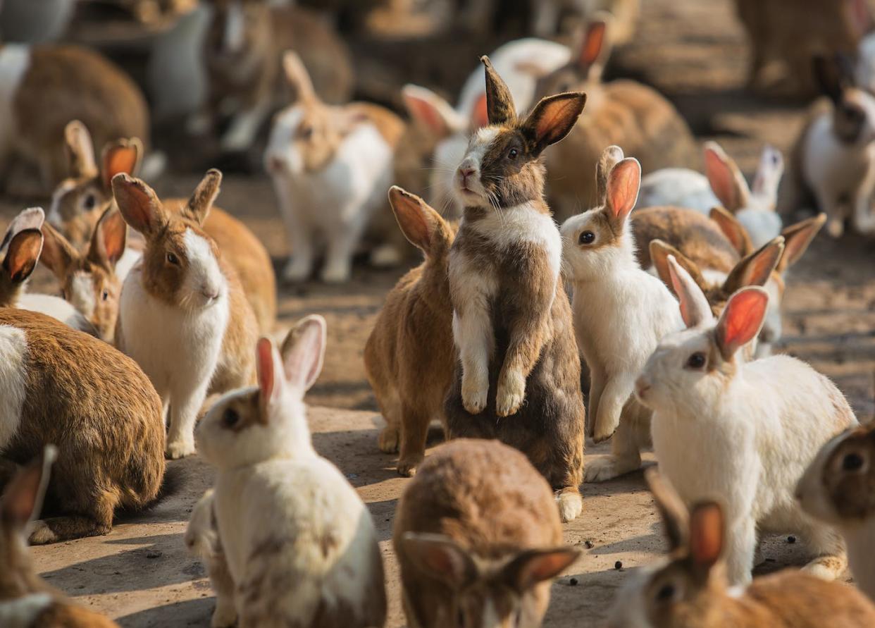 One mathematical constant describes the population growth rate of a bunch of rabbits. <a href="https://www.gettyimages.com/detail/photo/rabbits-on-field-royalty-free-image/1146008449" rel="nofollow noopener" target="_blank" data-ylk="slk:Supalerk Laipawat/EyeEm via Getty Images;elm:context_link;itc:0;sec:content-canvas" class="link ">Supalerk Laipawat/EyeEm via Getty Images</a>