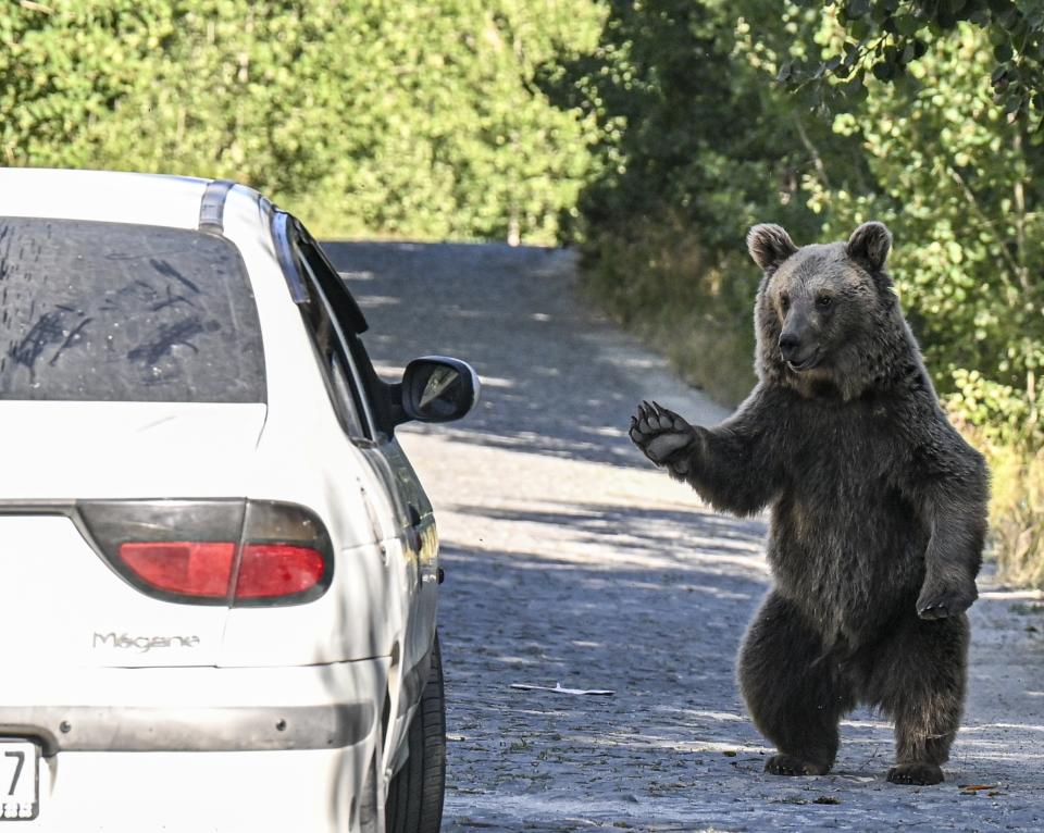 A grizzly bears greets visitors in a car