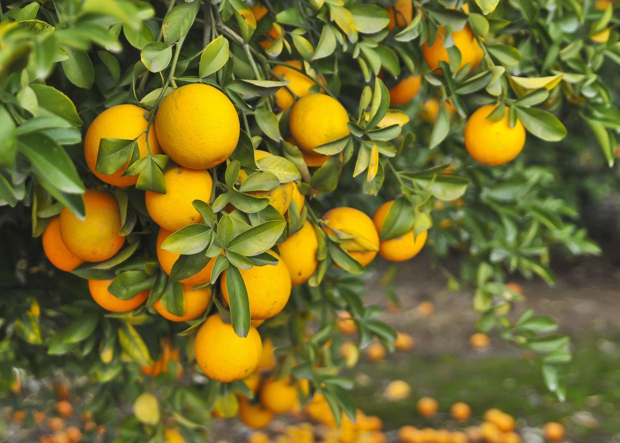 clusters of bright orange naval oranges hanging from naval orange tree, riverside california