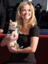 <p>Elle Wood's much-loved pet Chihuahua, Bruiser, is one of the most famous dogs in Hollywood. Alert and spirited, these dogs are brimming with personality. "They were bred to be companion dogs so they love attention," Bill says. <br></p><p>As well as accompanying Elle at Harvard, Bruiser provides some brilliant entertainment throughout the film. And is also full of personality, much like his owner. </p><p><a class="link " href="https://www.amazon.com/gp/video/detail/amzn1.dv.gti.f8a9f71d-741f-7cff-a561-efc0b720b6d9?tag=syn-yahoo-20&ascsubtag=%5Bartid%7C10050.g.32293379%5Bsrc%7Cyahoo-us" rel="nofollow noopener" target="_blank" data-ylk="slk:STREAM NOW;elm:context_link;itc:0;sec:content-canvas">STREAM NOW </a></p>