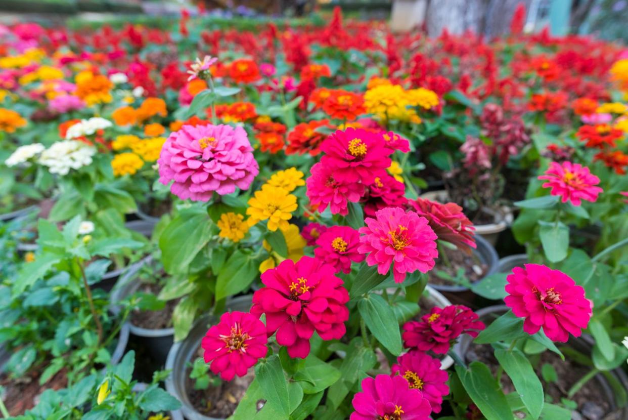 close up of multi colored flowers blooming outdoors