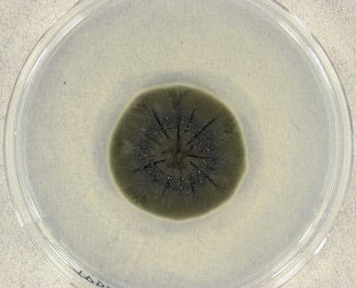 <em>Cladosporium sphaerospermum</em> tras 14 días de cultivo a 25 grados. Medmyco/ Wikimedia Commons, <a href="http://creativecommons.org/licenses/by/4.0/" rel="nofollow noopener" target="_blank" data-ylk="slk:CC BY;elm:context_link;itc:0;sec:content-canvas" class="link ">CC BY</a>