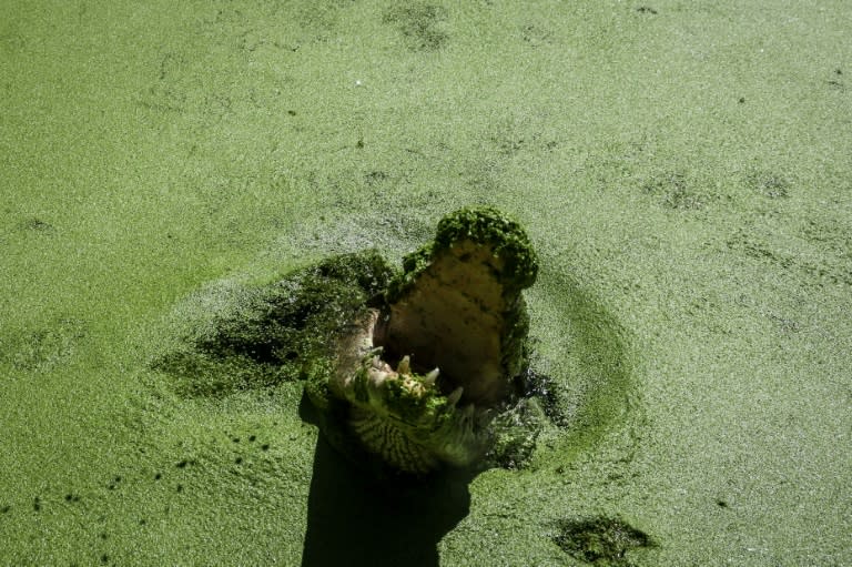 Im Norden Australiens hat ein Salzwasserkrokodil eine entlegene Gemeinde terrorisiert und immer wieder nach deren Kindern geschnappt, bevor es letztlich bei einem Festmahl verspeist wurde. (DAVID GRAY)