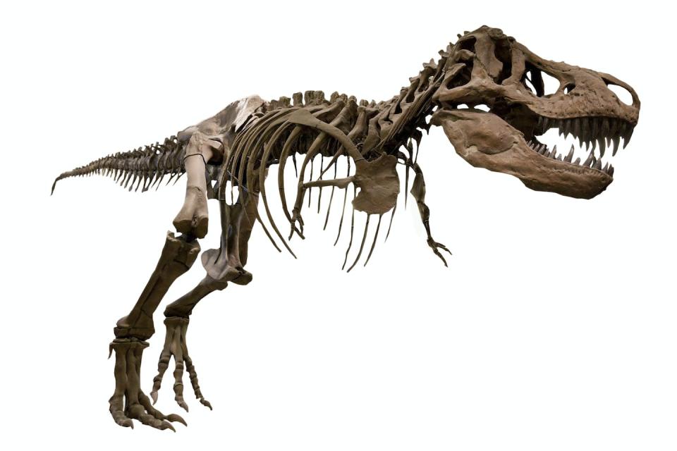 Made from fossils: The skeleton of a <em>T. rex</em>. <a href="https://www.gettyimages.com/detail/photo/dinosaur-tyrannosaurus-rex-skeleton-royalty-free-image/458890979?adppopup=true" rel="nofollow noopener" target="_blank" data-ylk="slk:JaysonPhotography/iStock via Getty Images Plus;elm:context_link;itc:0;sec:content-canvas" class="link ">JaysonPhotography/iStock via Getty Images Plus</a>