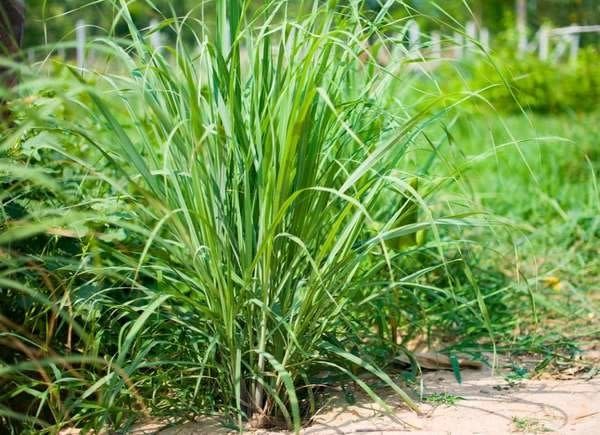 Lemongrass plant growing outside.