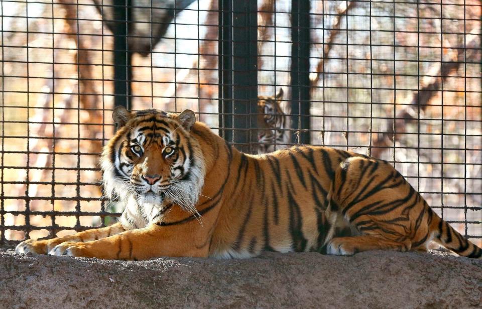 Topeka Zoo tiger attack: Zookeeper rushed to hospital after big cat incident in Kansas