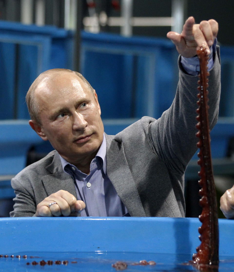 Russian President Vladimir Putin touches an octopus as he visits an oceanarium on the Russky Island in Vladivostok at the APEC summit, Russia, Thursday, Sept. 6, 2012. (AP Photo/RIA-Novosti, Mikhail Klimentyev, Presidential Press Service)