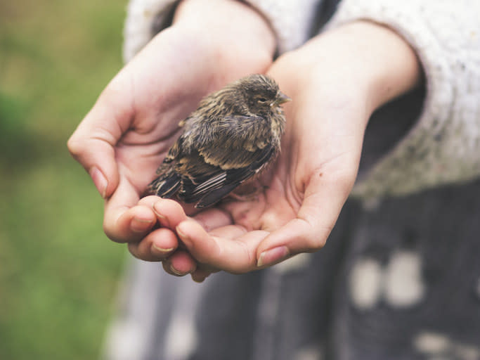 someone holding a baby bird