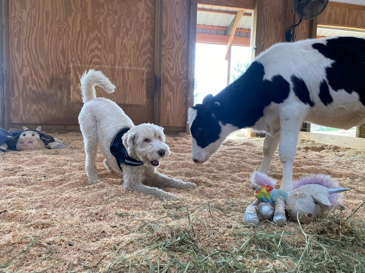 Buddha plays with Marley in 2020. (Courtesy of Luvin Arms Animal Sanctuary)