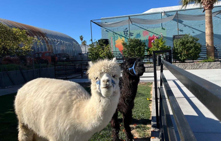 <em>Olaf and Marley in the yard at The Doyle. (Greg Haas / 8NewsNow)</em>