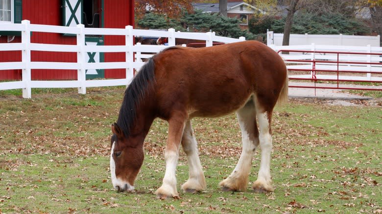 Budweiser Clydesdale at Grant's Farm