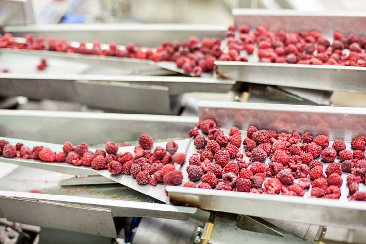 <span class="caption">Part of the process.</span> <span class="attribution"><a class="link " href="https://www.shutterstock.com/image-photo/frozen-red-raspberries-sorting-processing-machines-264507218" rel="nofollow noopener" target="_blank" data-ylk="slk:Shutterstock/Vladimir Nenezic;elm:context_link;itc:0;sec:content-canvas">Shutterstock/Vladimir Nenezic</a></span>