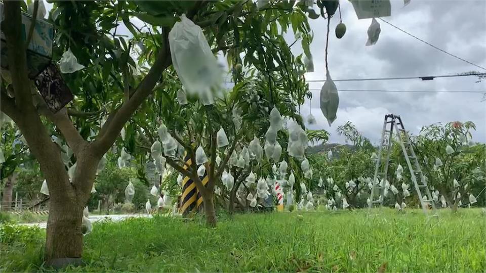 颱風沒登陸！夏雪芒果落果僅5%　農民鬆了一口氣