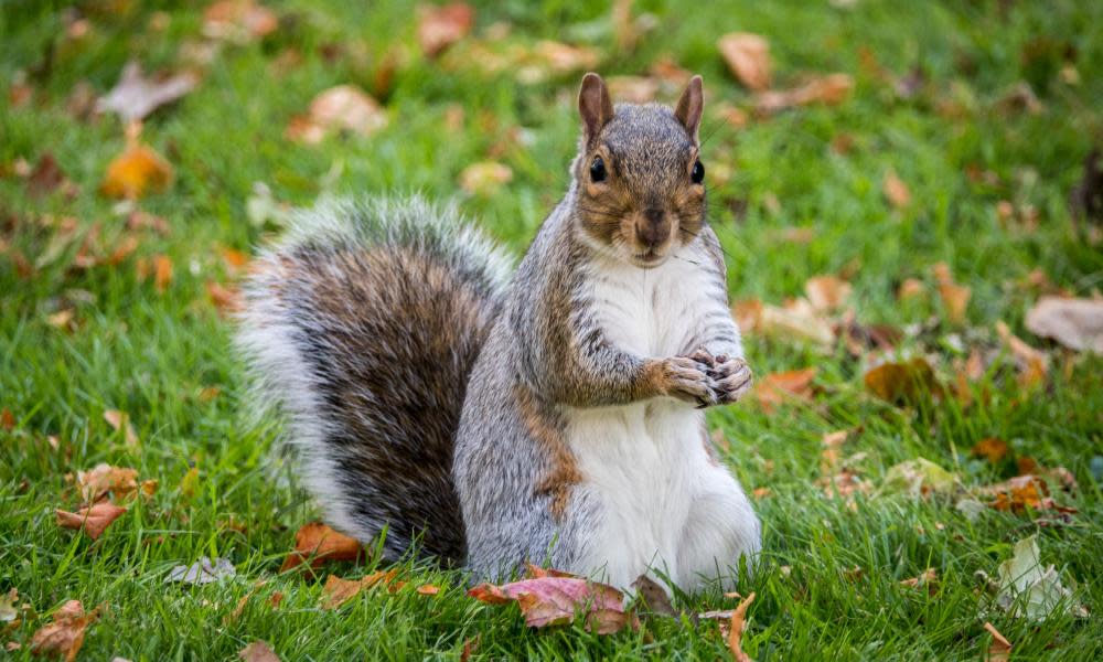 According to Frontier Airlines, a squirrel doesn’t fit the definition of an emotional-support animal.