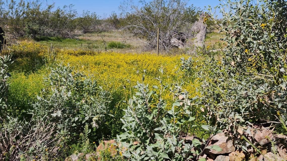 A small field of stinknet is pictured in the picnic area at the national monument.