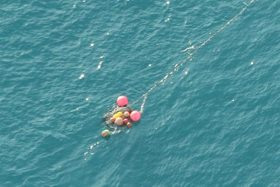 Whale was tangled up with ropes and buoys (Deeca Gippsland)