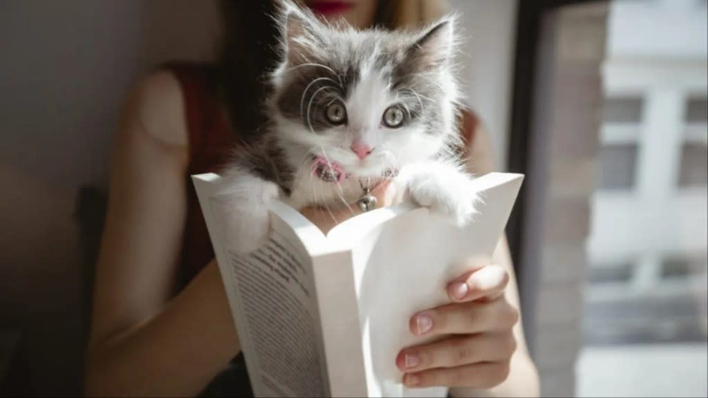 A cat inside a book, a Massachusetts library is accepting cat photos for late book fees.