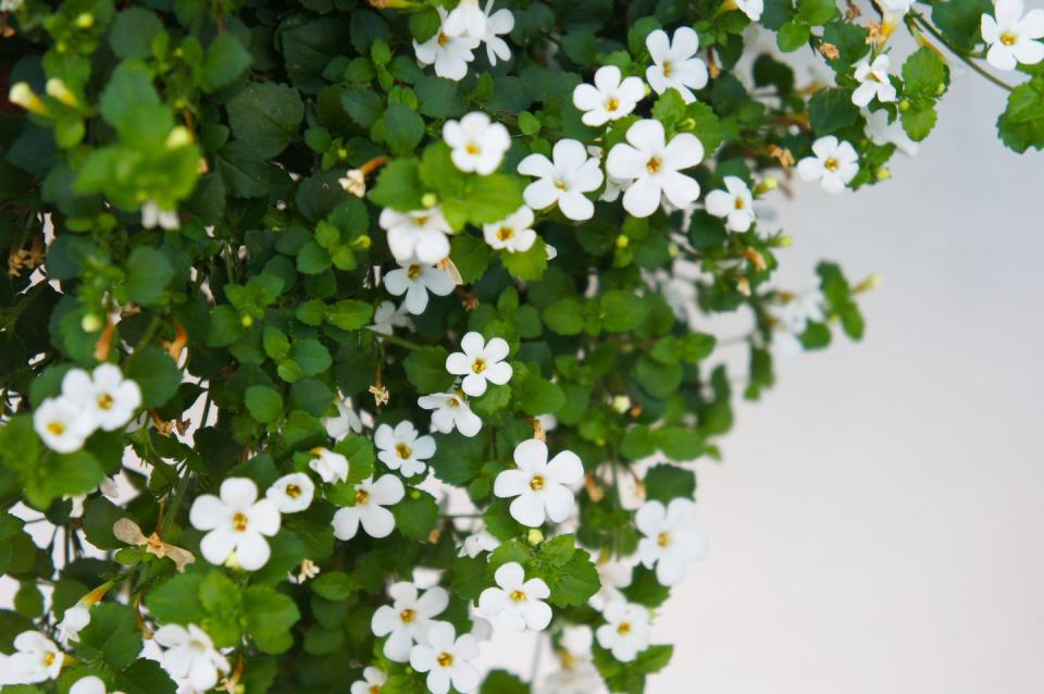 best white flowers bacopa