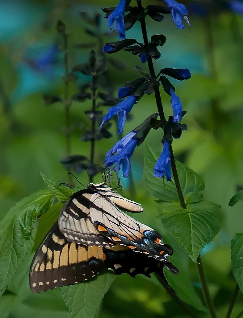 The Rockin Blue Suede Shoes salvia is a hummingbird champion but also has a magnetic attraction for the Eastern Tiger Swallowtail.