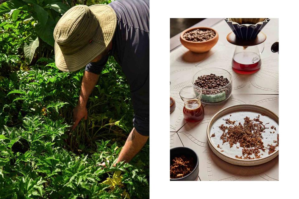 <p>Courtesy of Hacienda AltaGracia, Auberge Resorts Collection</p> From left: Harvest time at the farm of Doña Tere, in the town of Cedral; a coffee tasting at Mercado.