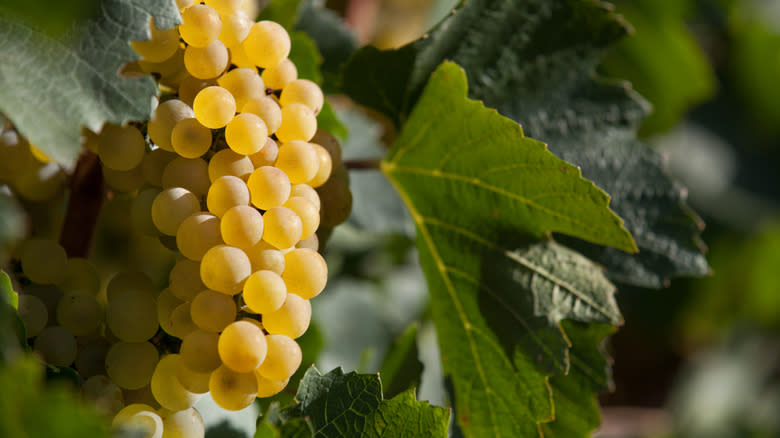 Ripe chardonnay grapes