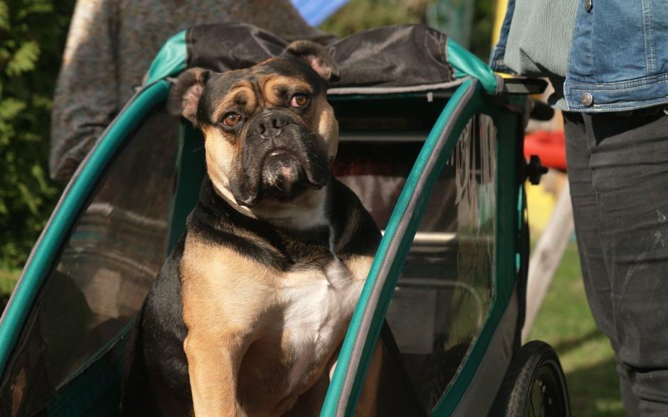 Old English Bulldog Bruno lebte drei Jahre lang im Zwinger. (Bild: RTL)