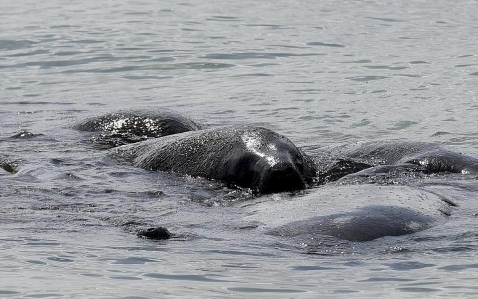 A pod of manatees swim in the waters alongside Anna Maria Island’s Rod & Reel Pier in this August 2018 file photo.