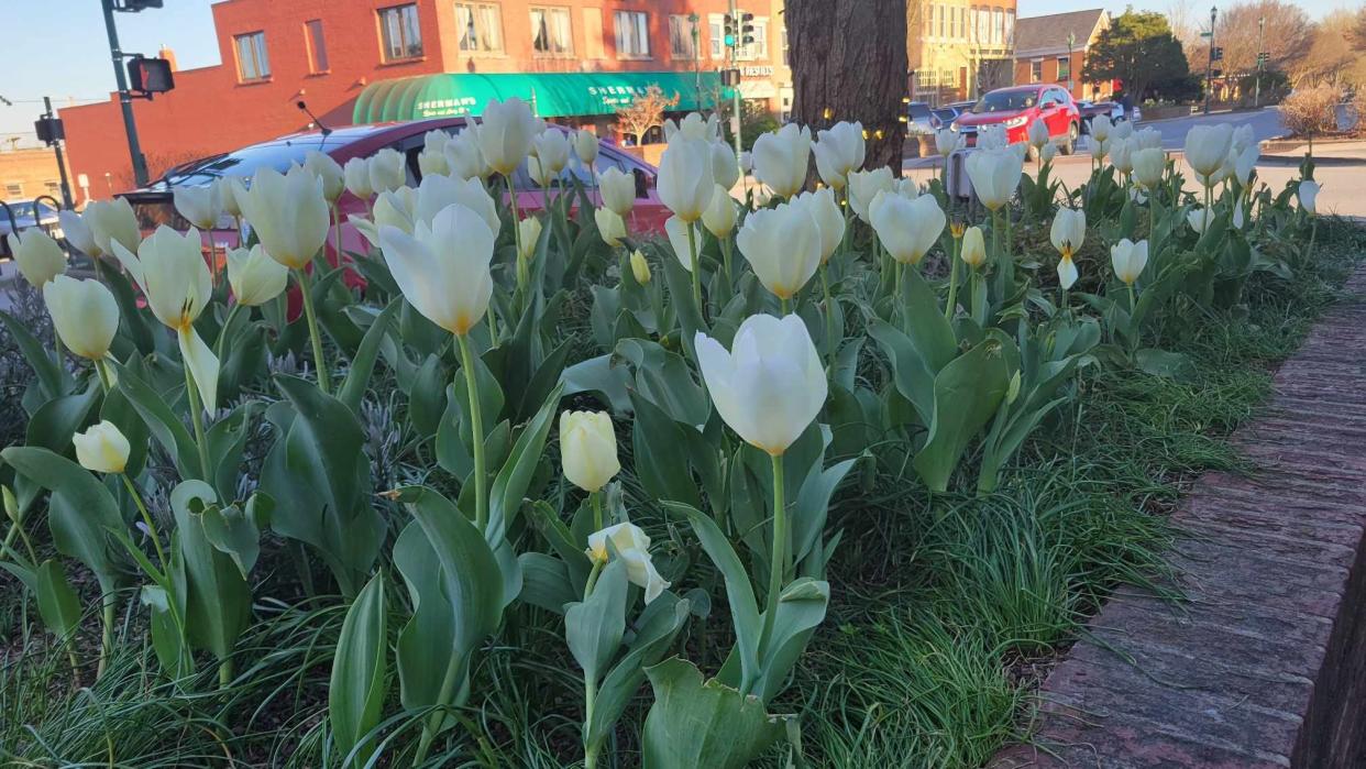 Tulips are in bloom on March 29 along Main Street in downtown Hendersonville.