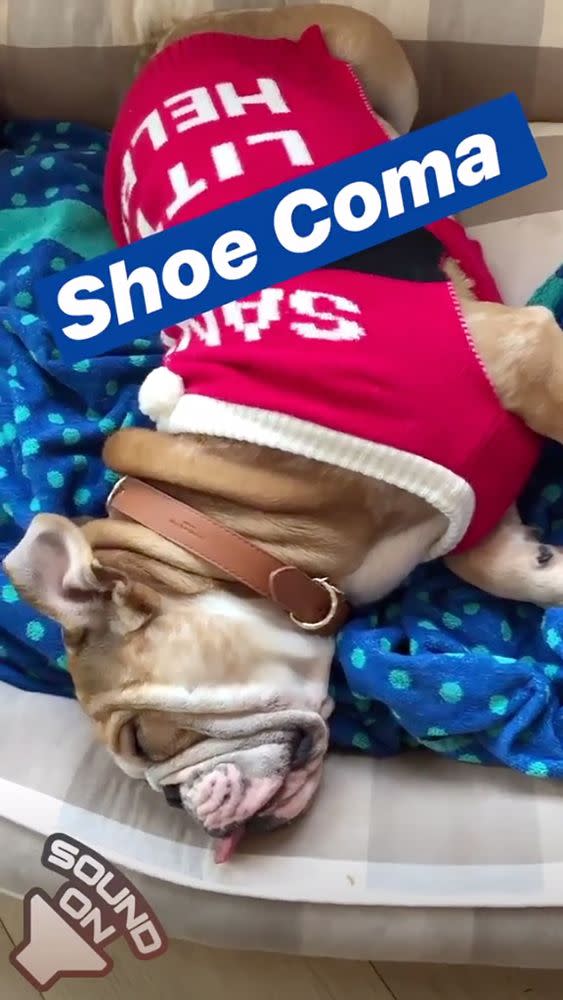 Reese Witherspoon's dog Lou | Reese witherspoon/Instagram