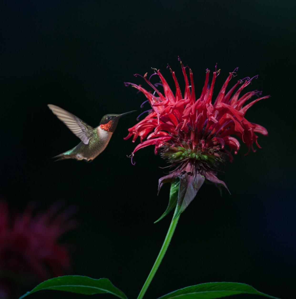 flowers that attract hummingbirds like bee balm