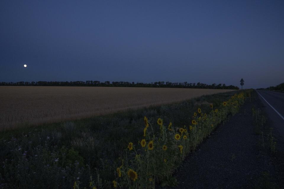 ARCHIVO - Girasoles y un campo de trigo junto a una carretera bajo la luz de la Luna, en el Donbás, en el este de Ucrania, el martes 12 de julio de 2022. Los ucranianos que viven en el camino de la invasión rusa, en asediada provincia oriental ucraniana de Donetsk, viven con la guerra cada día mientras se preparan para la posibilidad de evacuar. (AP Foto/Nariman El-Mofty, Archivo)