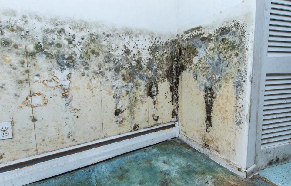 Toxic black mould can develop in the home due to a flood or chronic damp conditions. <a href="https://www.shutterstock.com/image-photo/water-damage-causing-mold-growth-on-547425403" rel="nofollow noopener" target="_blank" data-ylk="slk:Shutterstock;elm:context_link;itc:0;sec:content-canvas" class="link ">Shutterstock</a>