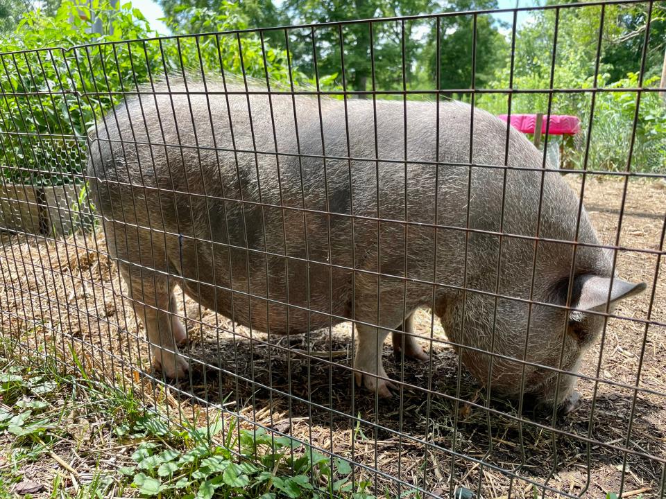 Rudi the pig of Madison, Wisconsin, became a local celebrity for taking walks on the nearby bike path with his owners and greeting passersby.