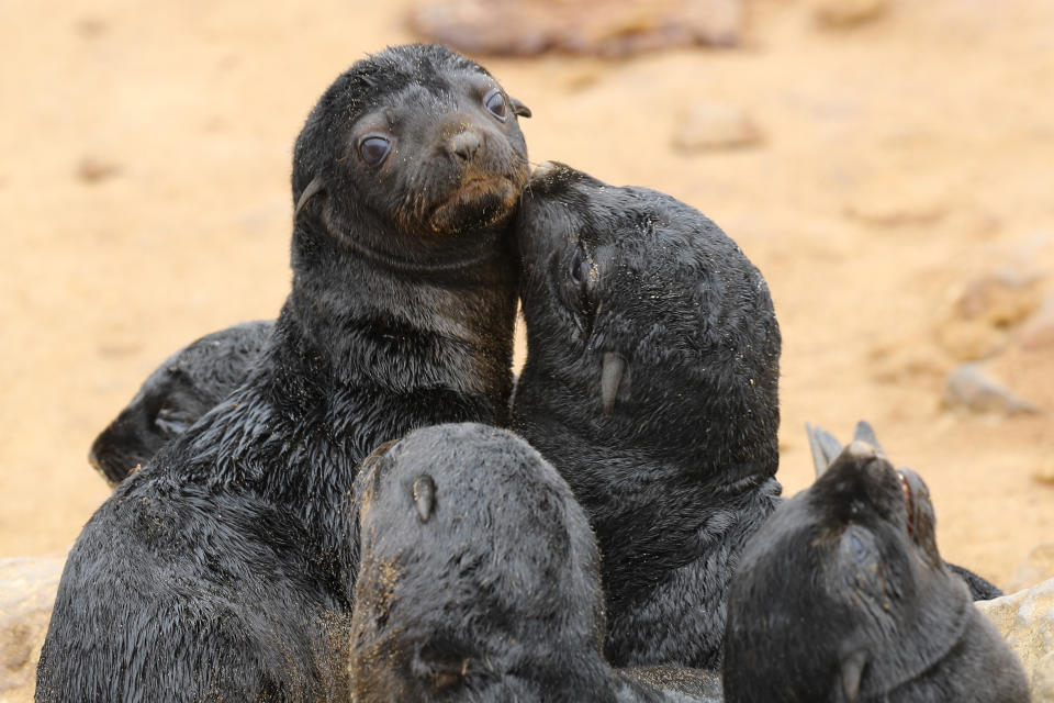 <p>Cape fur seal pups snuggle together to stay warm on the beach at the Cape Cross Seal Reserve in Namibia. (Photo: Gordon Donovan/Yahoo News) </p>