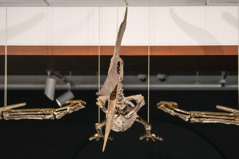 A Pteranodon skeleton is displayed at Sotheby's during a media preview, Monday, July 10, 2023, in New York. The prehistoric predator will headline Sotheby's Live Natural History Auction, Wednesday, July 26th. (AP Photo/Mary Altaffer)