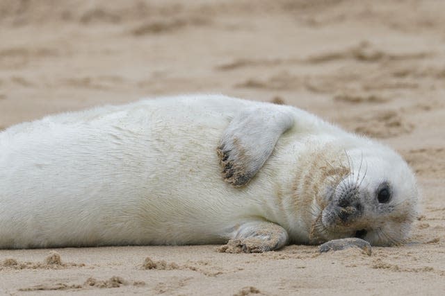 Grey seal pups