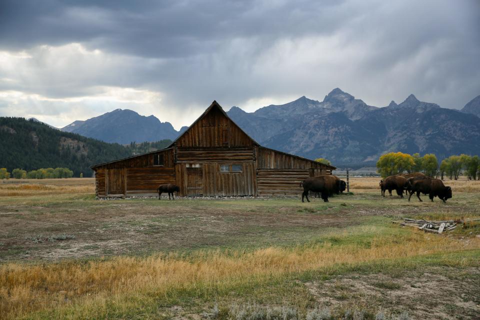 Buffalo grazing near one of the Moulton Barns on Mormon Row in Grand Teton National Park.