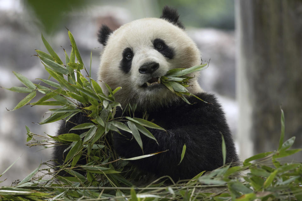 Two-year-old female giant panda Qing Bao in her habitat at Dujiangyan Base in Sichuan, China, May 17, 2024. Two new giant pandas are returning to Washington’s National Zoo from China this year. The announcement from the Smithsonian Institution on Wednesday comes about half a year after the zoo sent its three pandas back to China. (Roshan Patel, Smithsonian’s National Zoo and Conservation Biology Institute via AP)