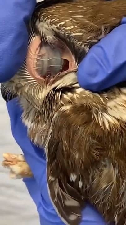 closeup of an owl's ear