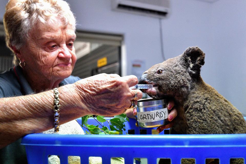 Hundreds of koalas are feared to have burned to death in an out-of-control bushfire on Australia's east coast, wildlife authorities said Oct. 30.