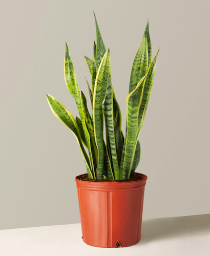 Snake Plant Laurentii