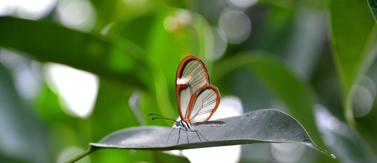 <span class="caption">A glasswing butterfly’s see-through wings help predators see right through them. </span> <span class="attribution"><span class="source">(Shutterstock)</span></span>