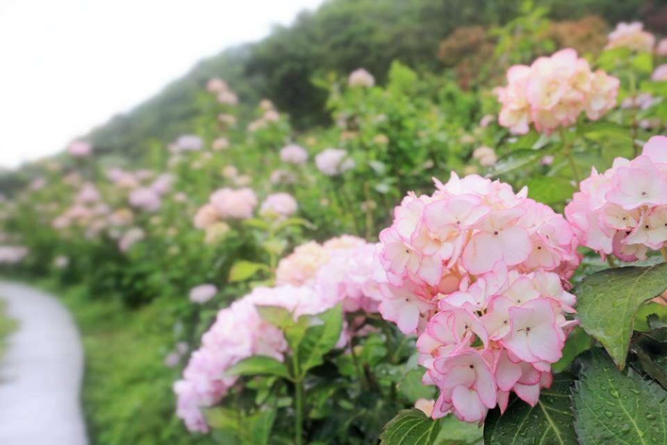 沿途盛開的繡球花，可愛宜人。