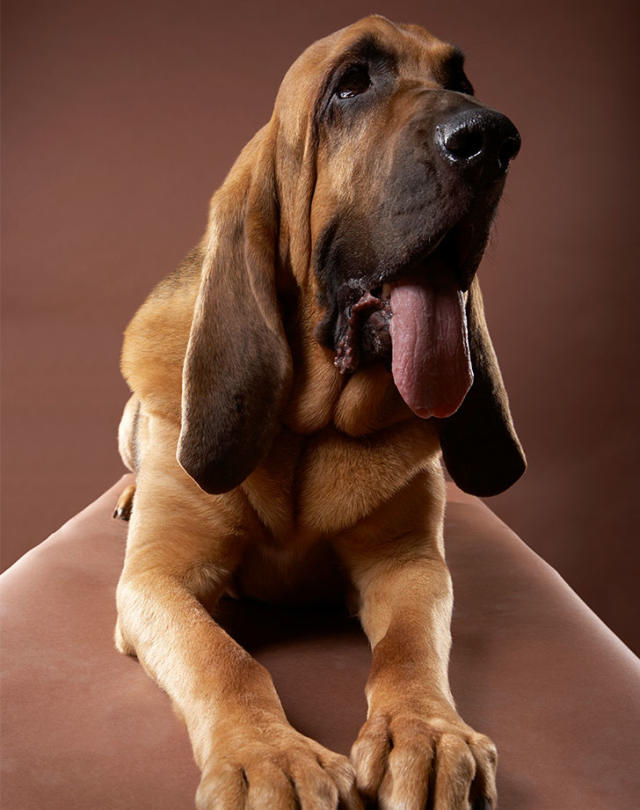 32 Hound Dog Breeds with Incredible Instincts