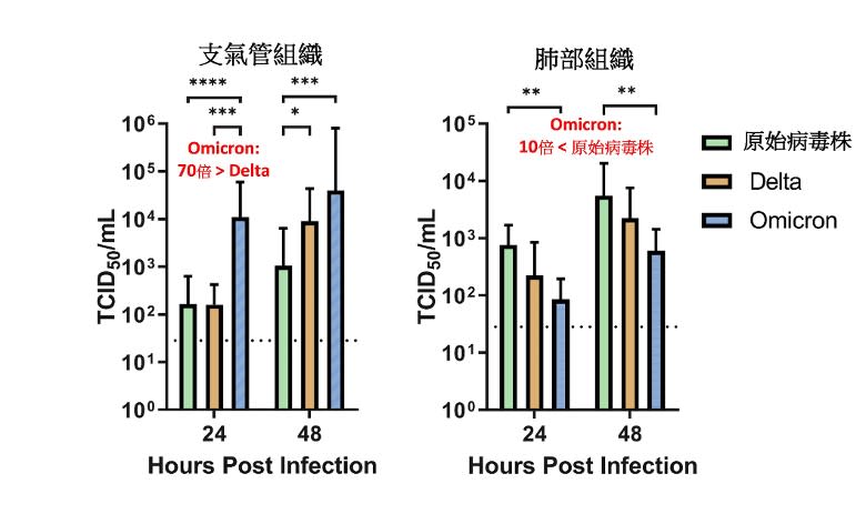 Omicron較Delta及原始病毒株於人類支氣管組織的感染和複製多近70倍。